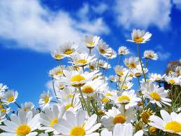 Blue sky with daisies.